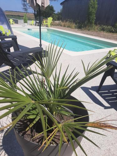 une plante dans un pot à côté d'une piscine dans l'établissement A l'aube des sens, à Bailly-le-Franc