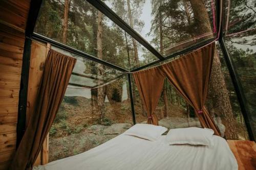 Cette chambre comprend un lit à l'intérieur d'une forêt. dans l'établissement Bazaletis Akvani, 