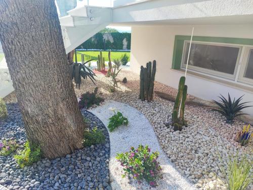 a tree in front of a house with cactus at I-relais b&b in Montefalcone del Sannio