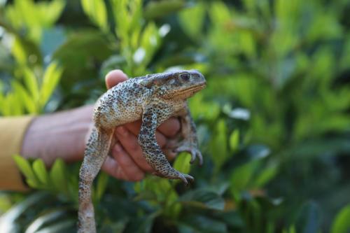 a person holding a lizard in their hand at Agri Resort Masusa in Aquara