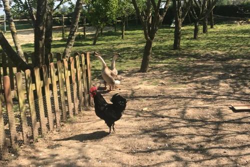 two chickens walking on a dirt road next to a fence at Maison individuelle in Pommeréval
