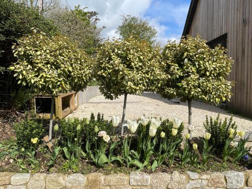 two trees in a garden with white flowers at Cedar House in Ilsington