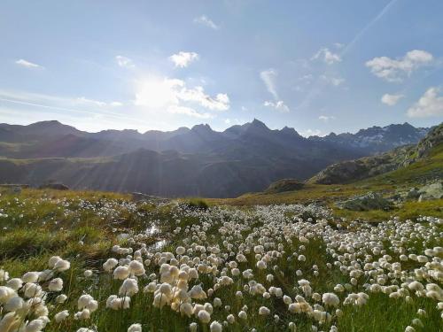 a field of white flowers in a field with mountains at Landhaus Angelika in Gaschurn