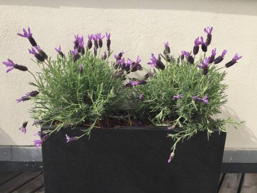 a black pot with purple flowers in it at Moderne villalejlighed på 110 kvm + stor terrasse in Viby