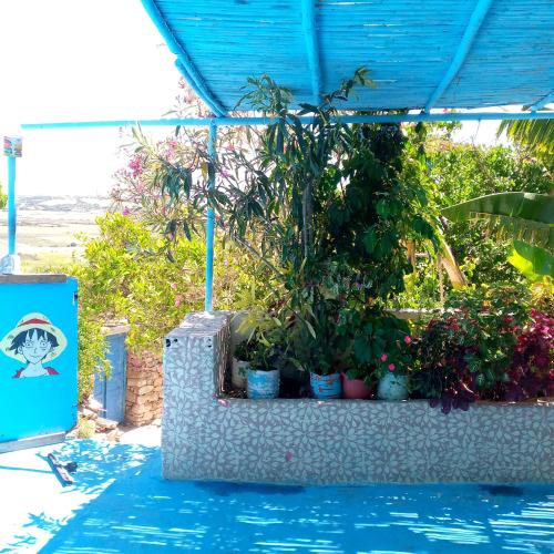 a group of potted plants sitting in a pool at Sahi family in Mejlaou