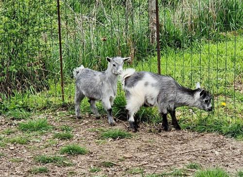 two goats are standing next to a fence at DOMAINE DES GALINACES ROULOTTE LA ROUSSETTE 2-4P in Marigny-lès-Reullée