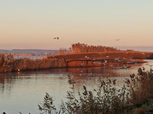 a group of birds flying over a body of water at casa vacanza laguna in Càbras