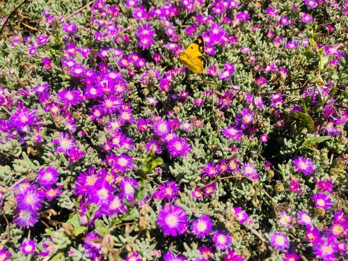 a butterfly sitting on top of purple flowers at La Striscia Larga in San Pasquale