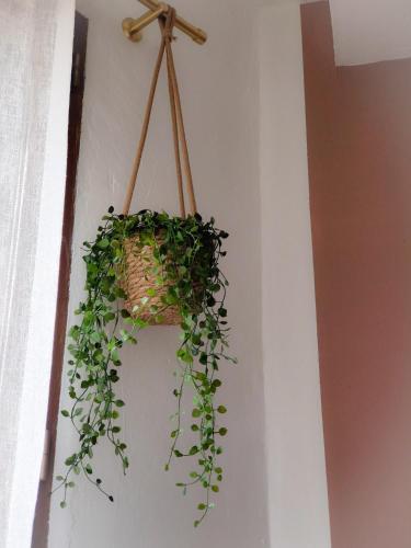 une plante dans un panier suspendu sur un mur dans l'établissement Charmant T2 atypique, rénové, confortable, à Béziers
