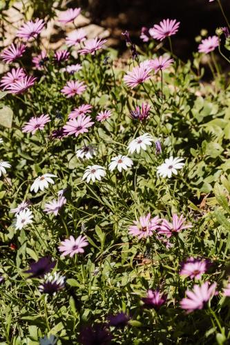 a bunch of pink and white flowers in a garden at Can Vistabella Boutique Resort in San Antonio
