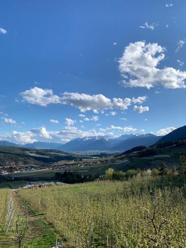 a view of a vineyard in a field with mountains in the background at Agritur Maso Forcola in Brez
