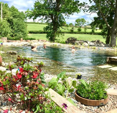 a group of people swimming in a pond at Mid-Wales Farmhouse, swimming pool, tranquil countryside views, sleeps 14 in Meifod