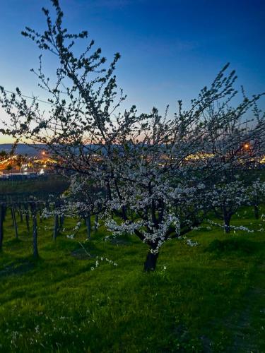 a tree with white flowers on it in a field at IL GLICINE CAMPAGNOLO in Atessa