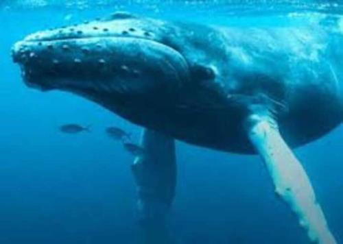 a large blue whale swimming in the water at Luxurious Beachfront Apartment in Hervey Bay