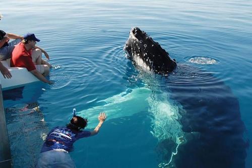 a whale in the water with two people in the water at Luxurious Beachfront Apartment in Hervey Bay