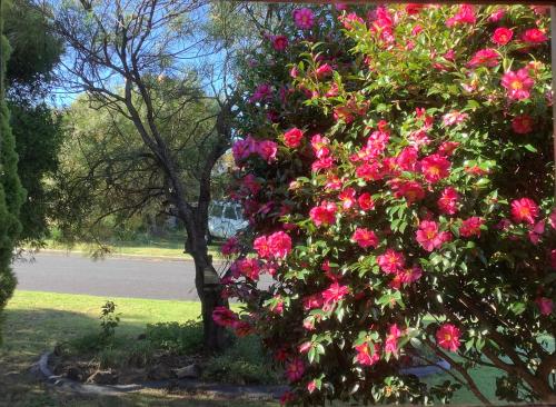 un arbusto lleno de flores rosas al lado de una calle en Azalea Bed and Breakfast Hideaway, en Tura Beach