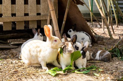 ホテルの敷地内または近くにいる動物