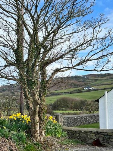 a tree sitting next to a stone wall with yellow flowers at Gors Eilian in Amlwch