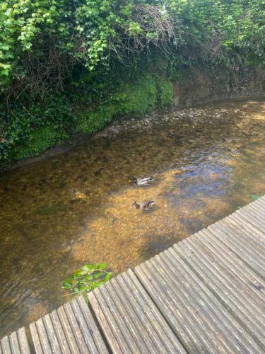 a body of water next to a wooden walkway at The Garden room in Honiton