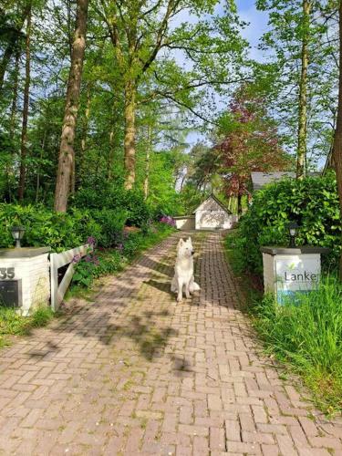 Κήπος έξω από το LANKE Garden studio