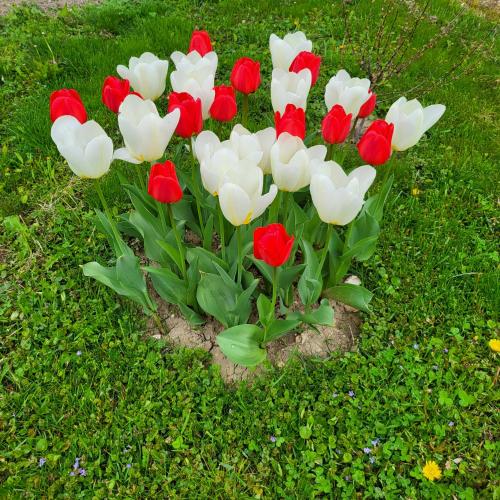 a bunch of red and white tulips in the grass at Napvirág-Ház in Zsira
