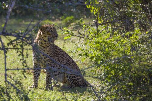 a cheetah sitting in the grass in a field at Shine Park in Tissamaharama