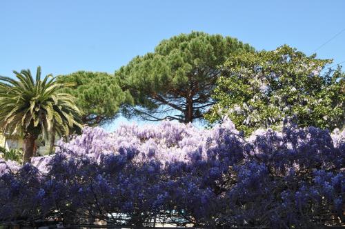 a bunch of purple bushes with trees in the background at Hotel Residence Moneglia in Moneglia