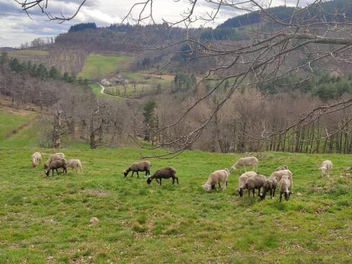 Photo de la galerie de l'établissement Vacances à la ferme en Ardèche, à Saint-Jean-Chambre