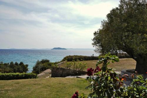 a tree sitting on top of a field next to the ocean at Alterra Vita Captain's Cabin in Neos Marmaras