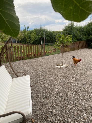 a chicken standing next to a bench in a yard at Lavender farm house in Nafpaktos