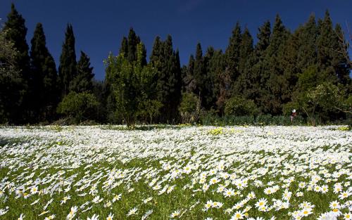 a field of white flowers with trees in the background at La Villetta in Pula