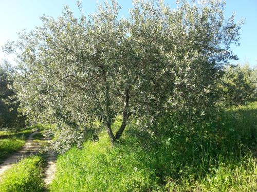 a tree with white flowers on a dirt road at B&B United States of Europe in Catania