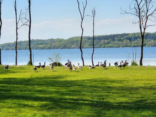 a group of ducks walking on the grass near a lake at Sommerhus ved Mossø med søkig in Skanderborg