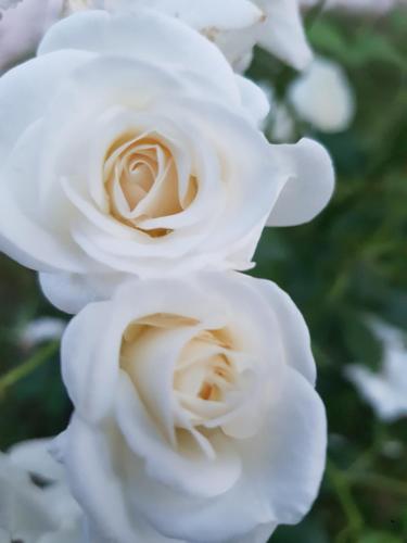 a close up of a white rose at Domaine et Manoir du Picaud in Monestier