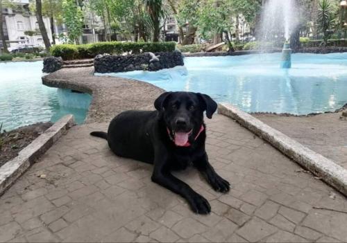 un cane nero steso davanti a una fontana di Departamento luxury Condesa a Città del Messico