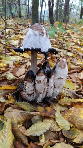 a mushroom on a pile of leaves in the woods at Ubytování Iris in Dolany