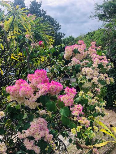 a bunch of pink flowers on a bush at Coral Cove Inn in Maya Beach