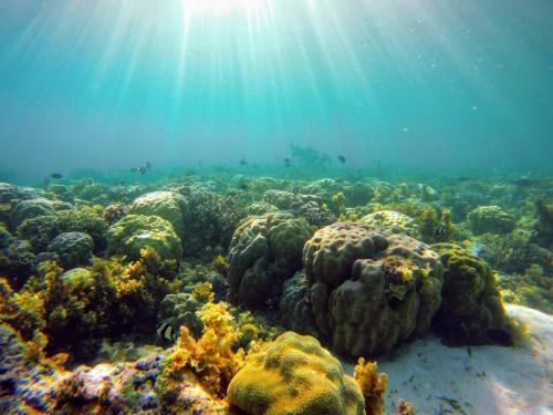 a coral reef with the sun shining on it at Ciri's Apartelle in Moalboal