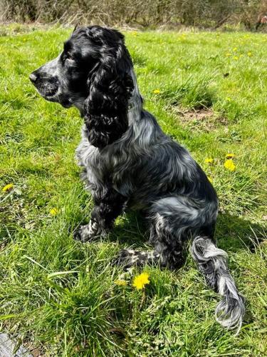a black and white dog sitting in the grass at Shepherds Hut in enclosed field in Cardiff