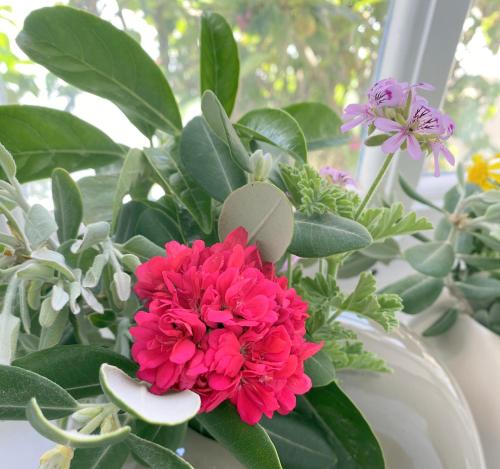 a vase filled with pink flowers and green plants at Apsenti couples only in Agios Ioannis Mykonos