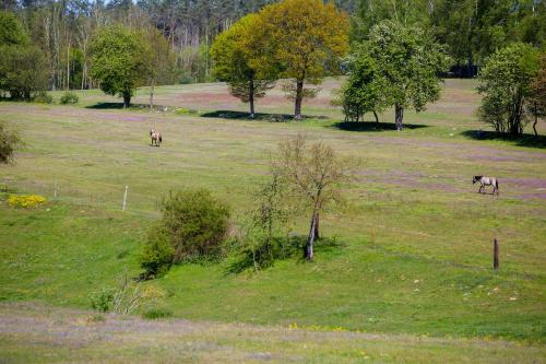 two horses are grazing in a field with trees at Przystań Łagówek - domki letniskowe in Łagów
