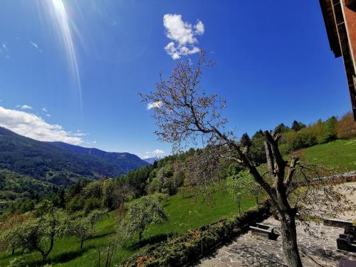 a tree sitting on top of a green hill at B&B Chalet Dolomiti in Sant’Orsola