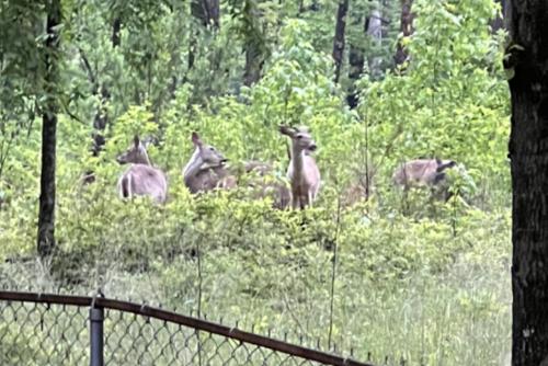 a group of animals standing in a field at Resort Home on .5 Wooded Acres Sleeps up to 12. Firepit for Smores! in Hot Springs