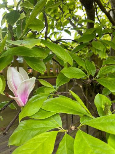 a pink flower on a tree with green leaves at 3-bed cottage in Sway, New Forest (5 min walk from Sway Train Station) in Sway
