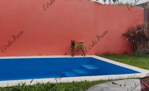 un perro de pie junto a una piscina en Bienvenidos en San Pedro