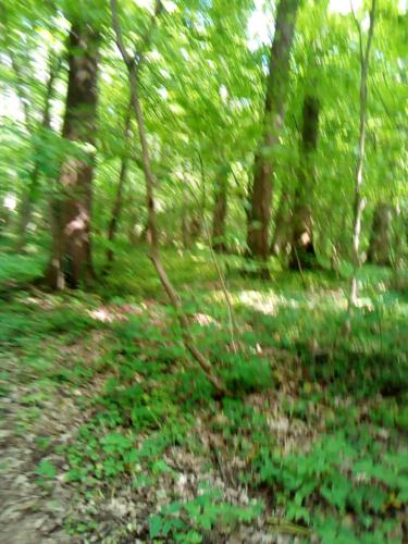 a blurry picture of a forest with grass and trees at Innsbrucck Wohnung für den Urlaub in Innsbruck