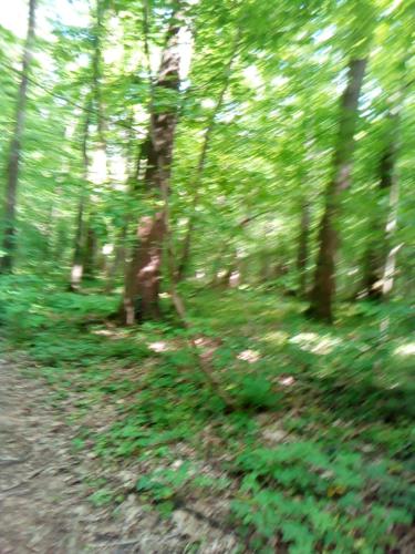 a blurry picture of a forest with green trees at Innsbrucck Wohnung für den Urlaub in Innsbruck