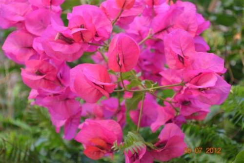 a bunch of pink flowers in a garden at Driftsands Sea View Flats in Uvongo Beach