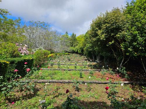 un jardín con muchos tipos diferentes de flores y árboles en Quinta Do Bento Novo - Casa de Campo - Turismo Rural, en Viana do Castelo