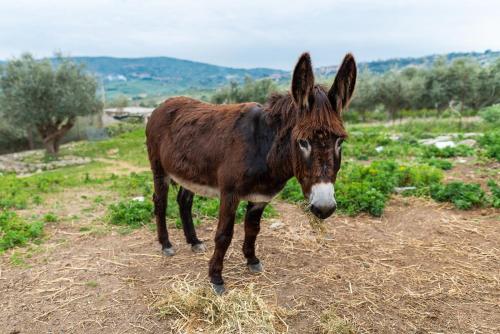 Άλλα ζώα σε αυτό το πανδοχείο ή στη γύρω περιοχή